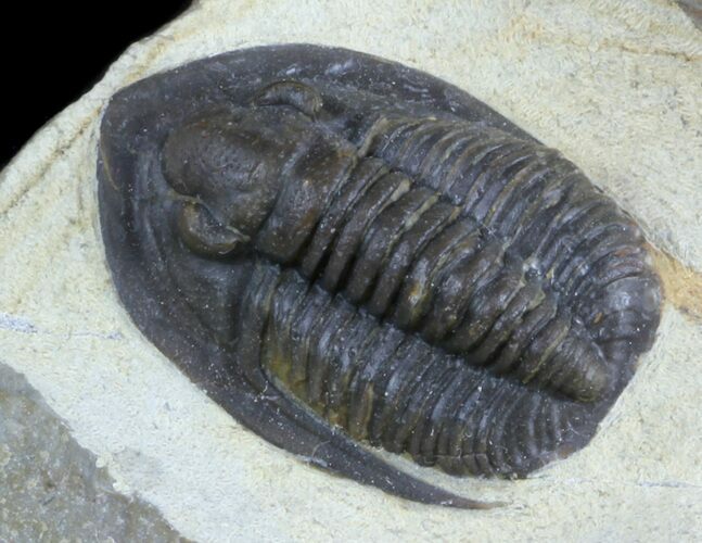 Diademaproetus Trilobite - Foum Zguid, Morocco #58731